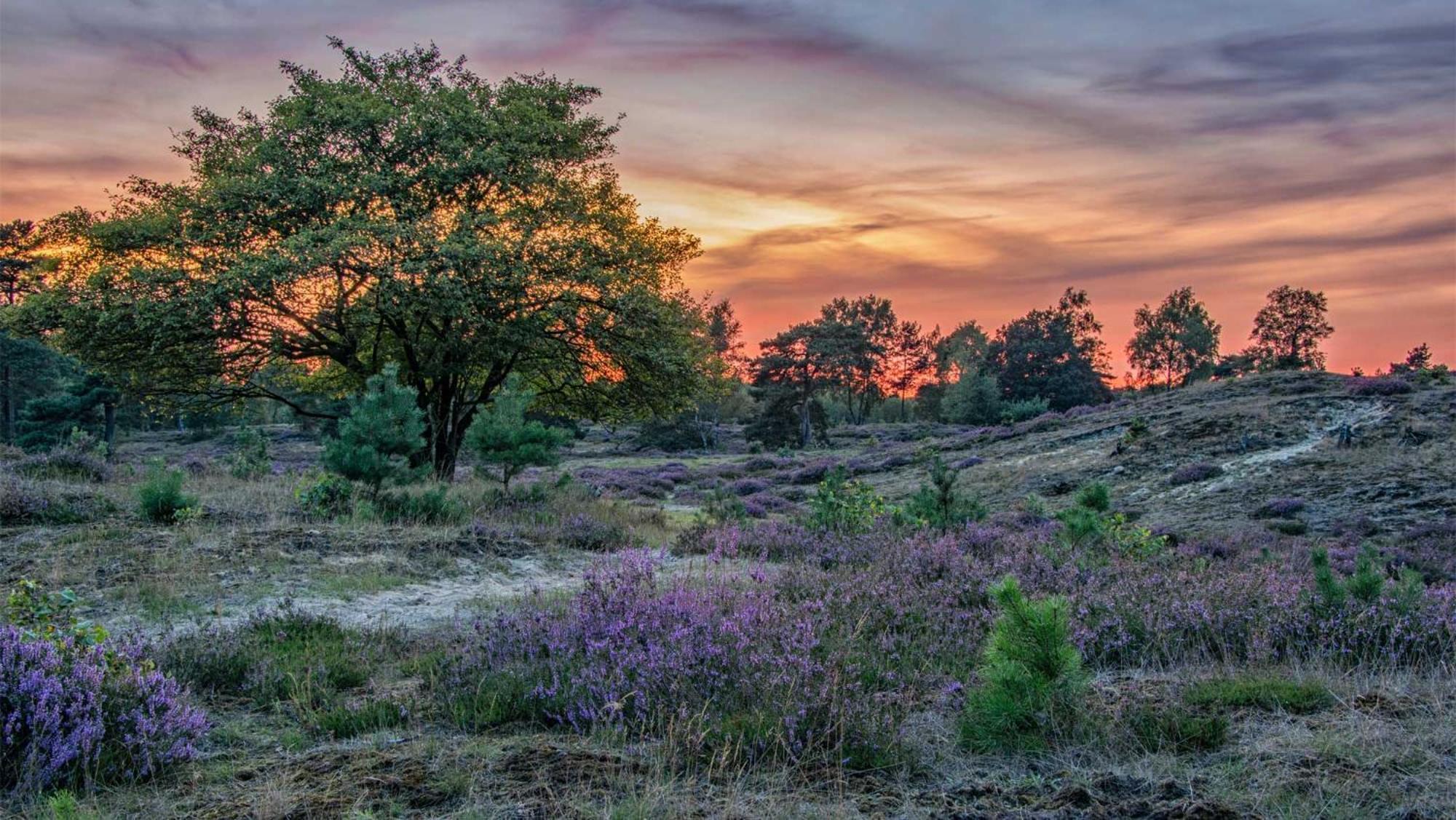 Molecaten Park Landgoed Ginkelduin Leersum Exterior foto